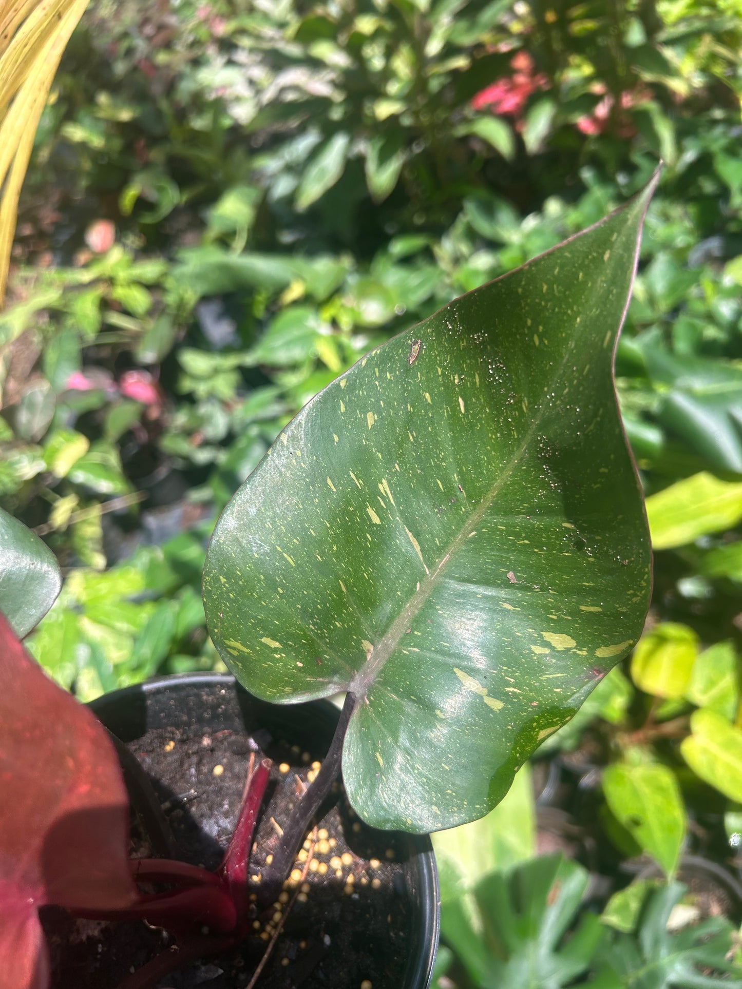 Philodendron Orange Princess