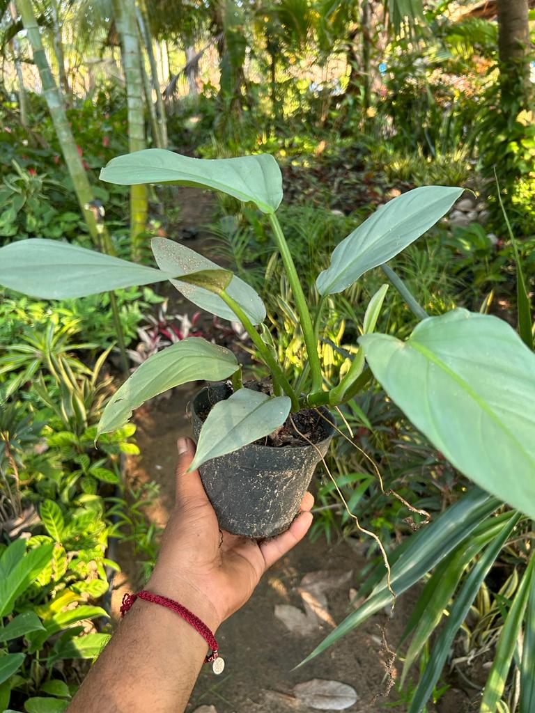 Philodendron Silver Sword