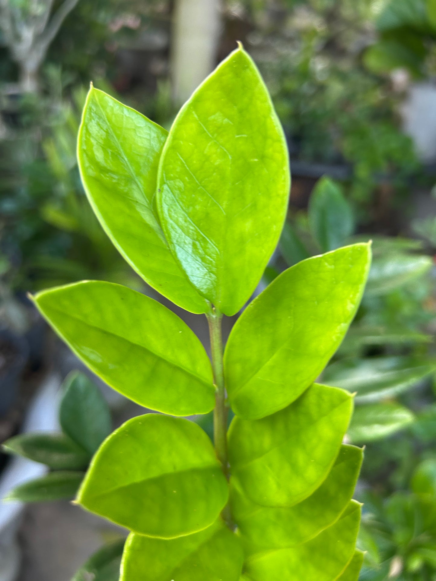 Zamioculca zamifolia