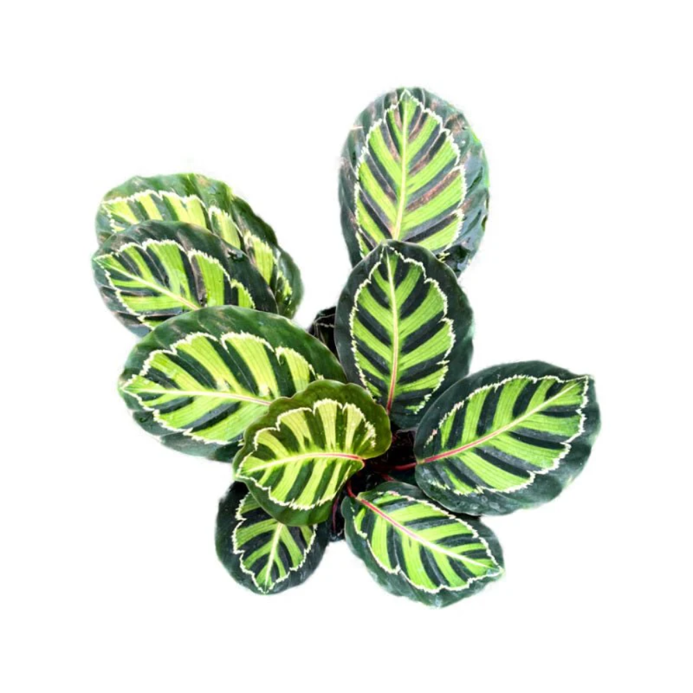 Calathea Illustris