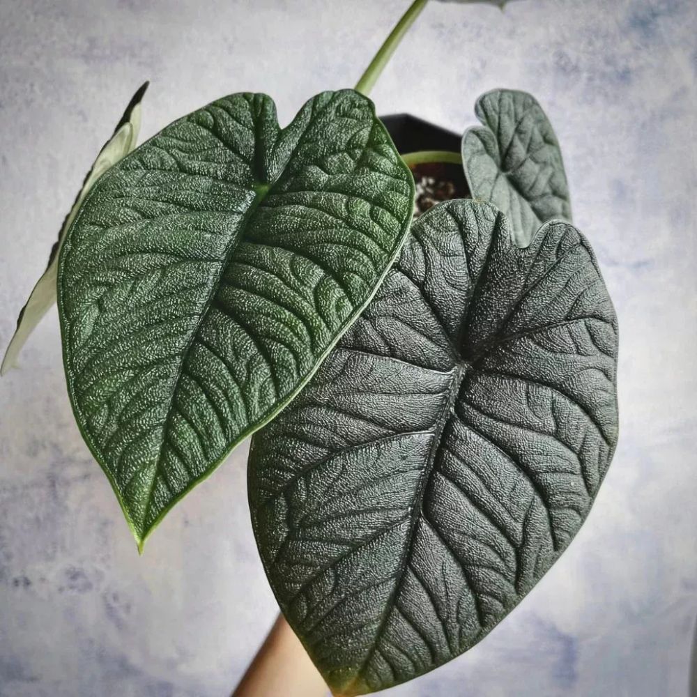 Alocasia Melo
