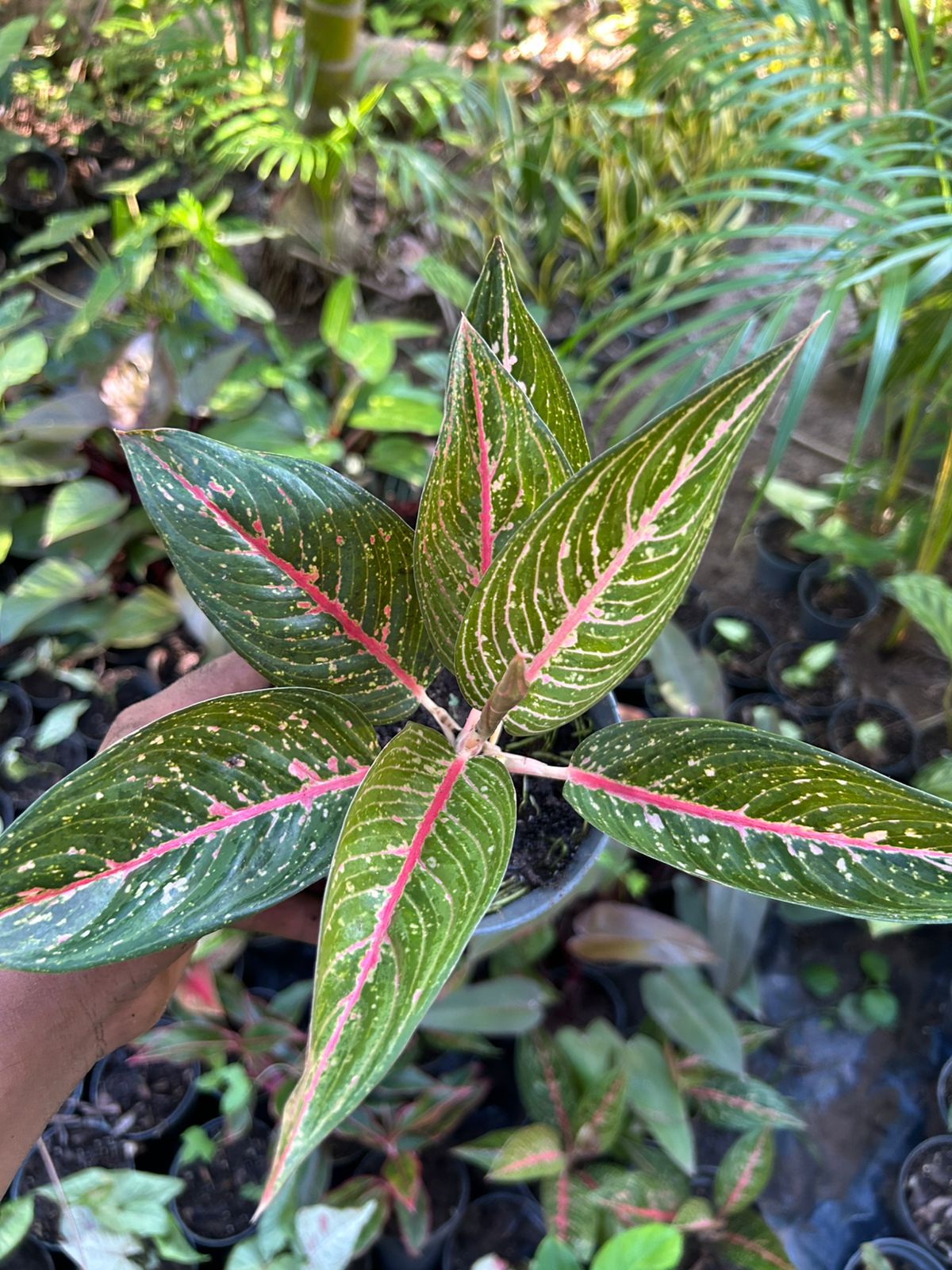 aglaonema legacy hijau Aglaonema Legacy Green - Planta Tropical de Follaje Verde