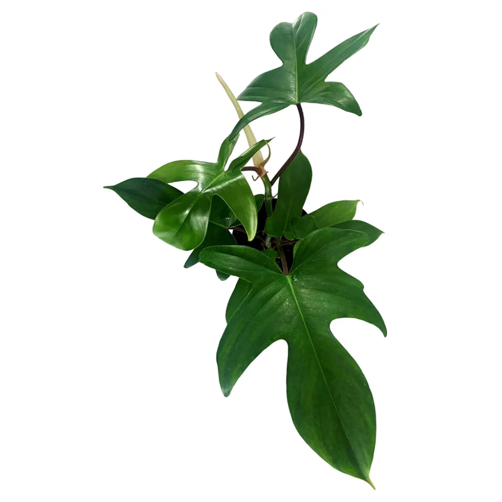 Philodendron Florida Green