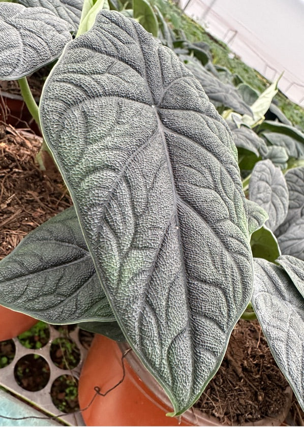 Alocasia Melo