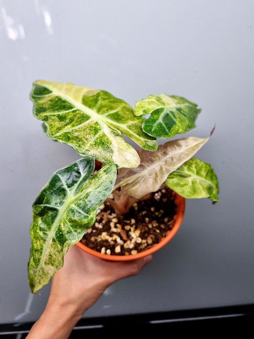 Alocasia Dwarf Amazónica Variegada
