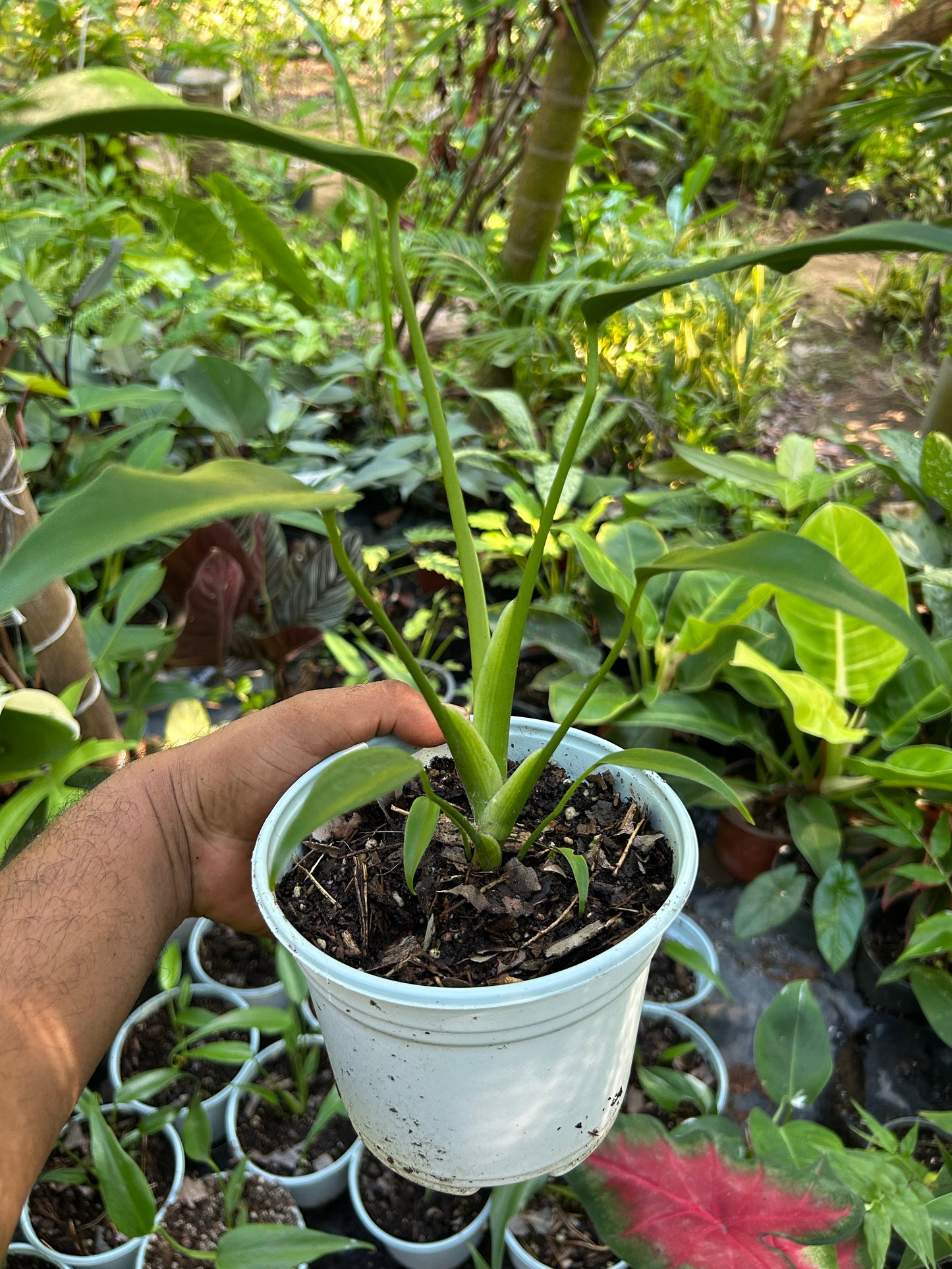 Monstera Burle Marx Flame