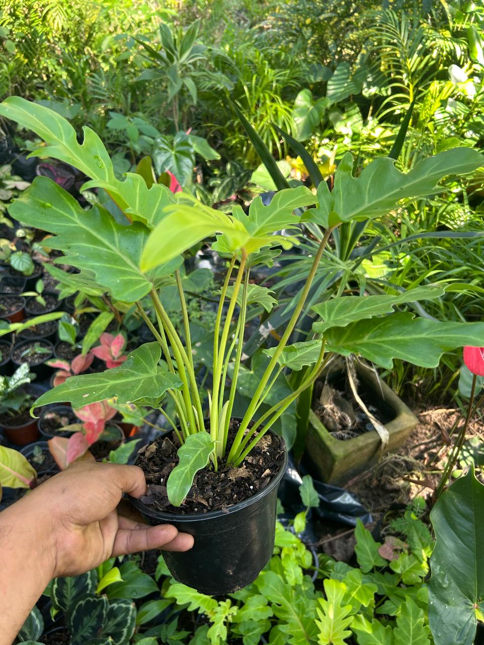 Philodendron Golden Xanadú