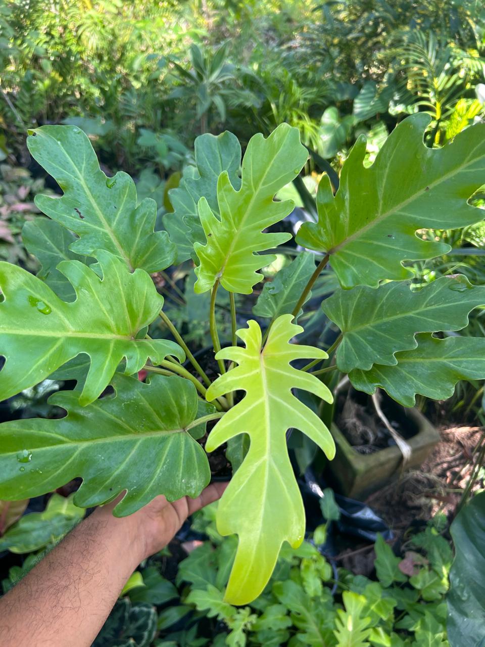 Philodendron Golden Xanadú