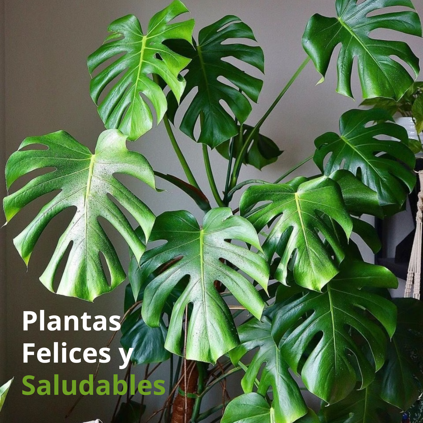 Aroid Mix | Sustrato Especializado para Plantas Aroides