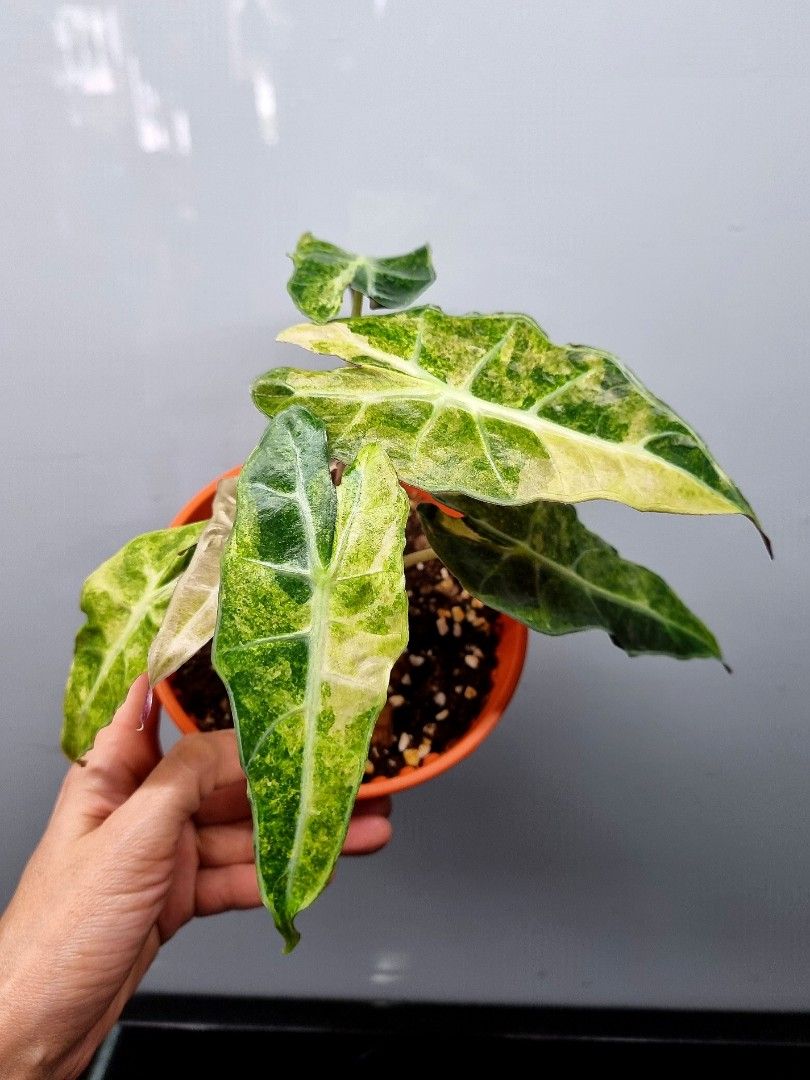 Alocasia Dwarf Amazónica Variegada