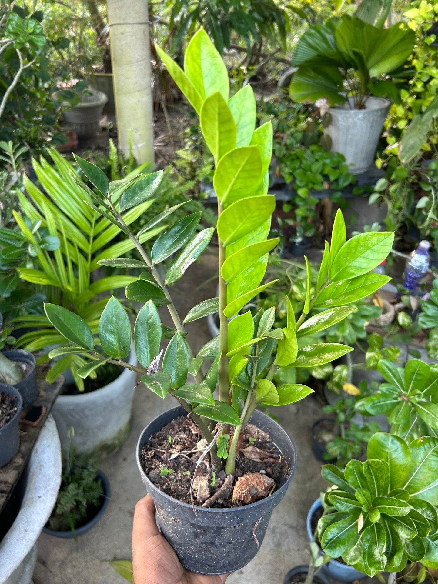 Zamioculca zamifolia