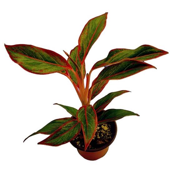 aglaonema siam aurora cuidados Aglaonema Siam Aurora - Planta Tropical de Hojas Rojas y Verdes