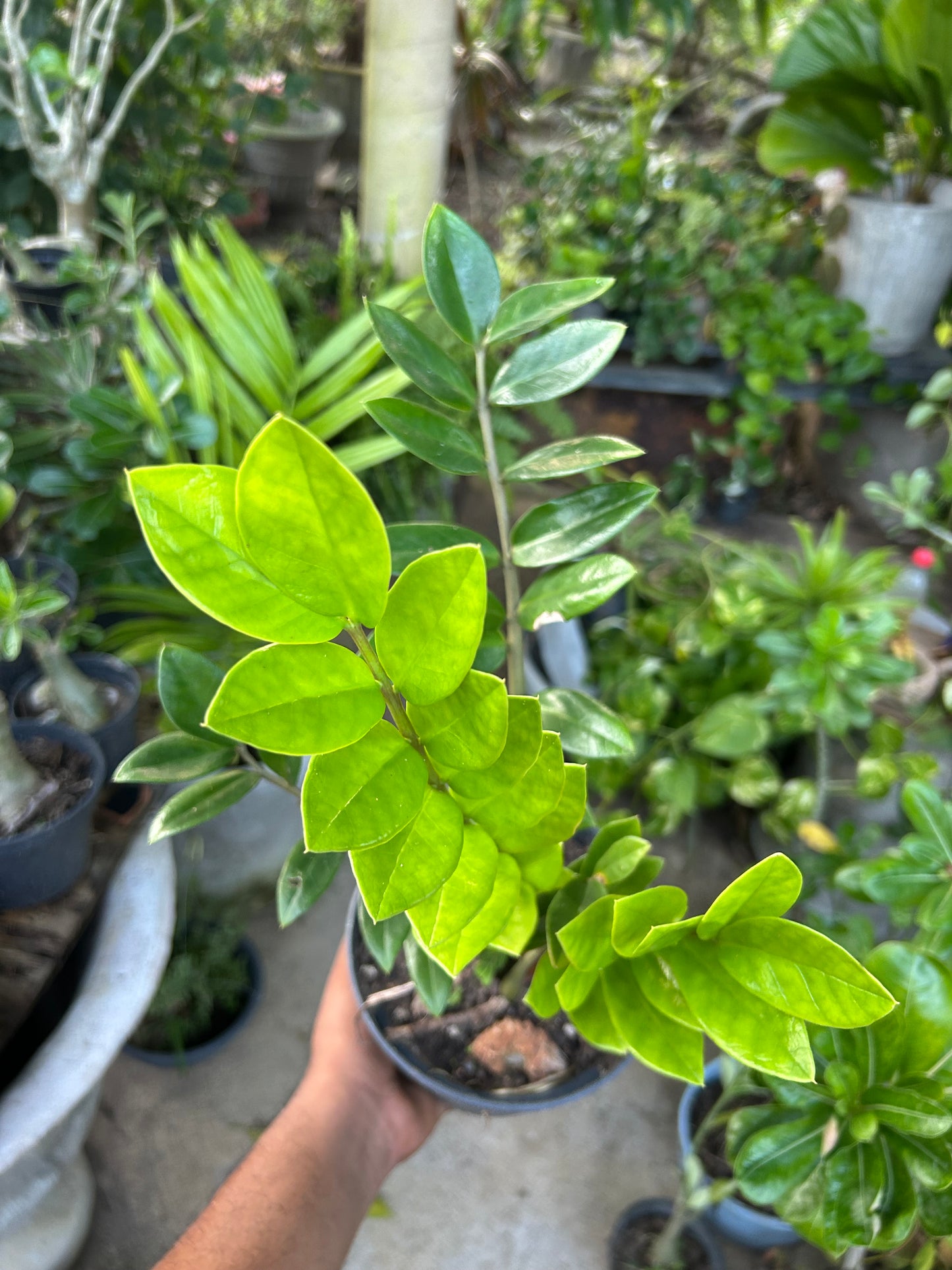 Zamioculca zamifolia