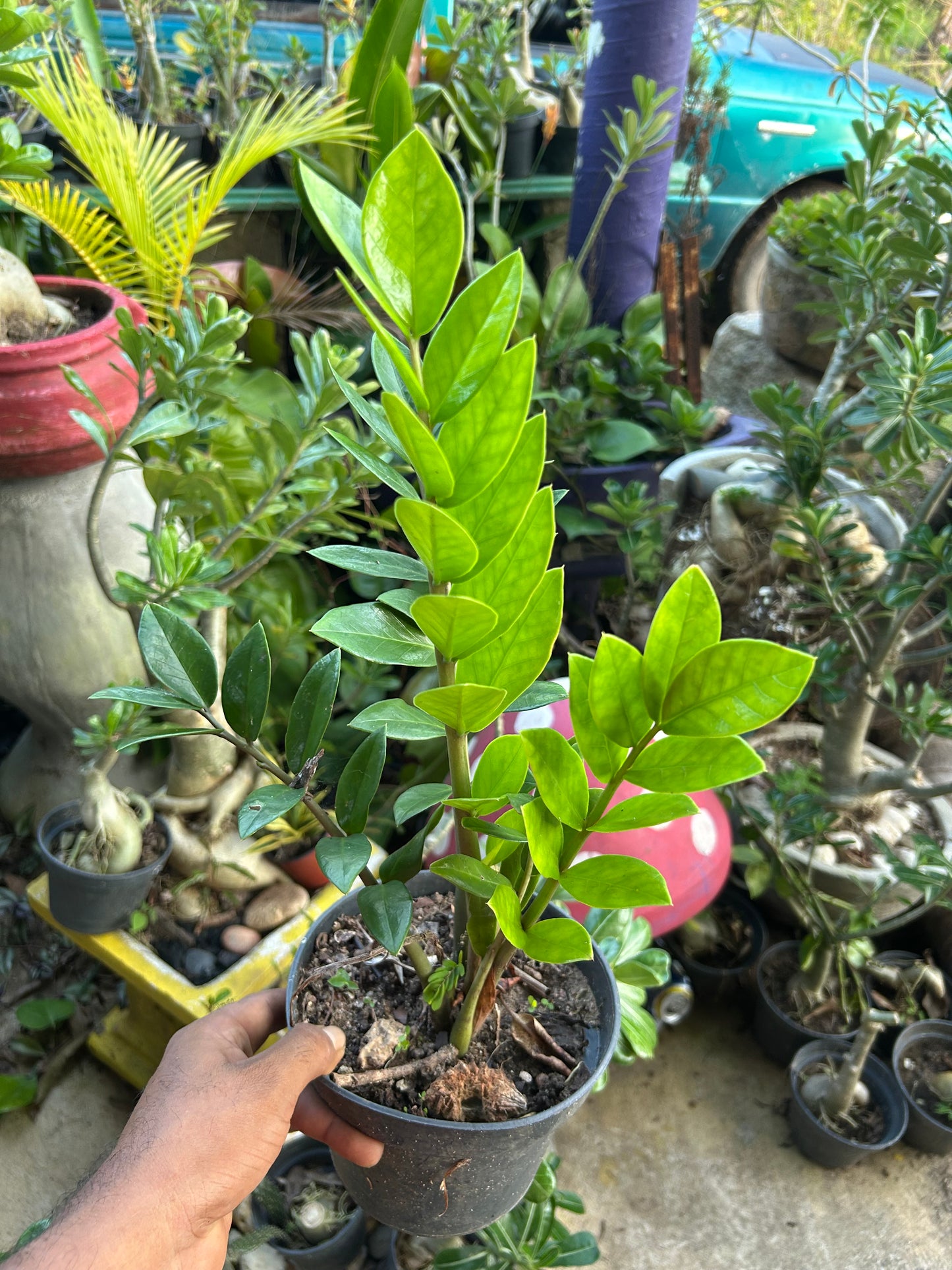 Zamioculca zamifolia
