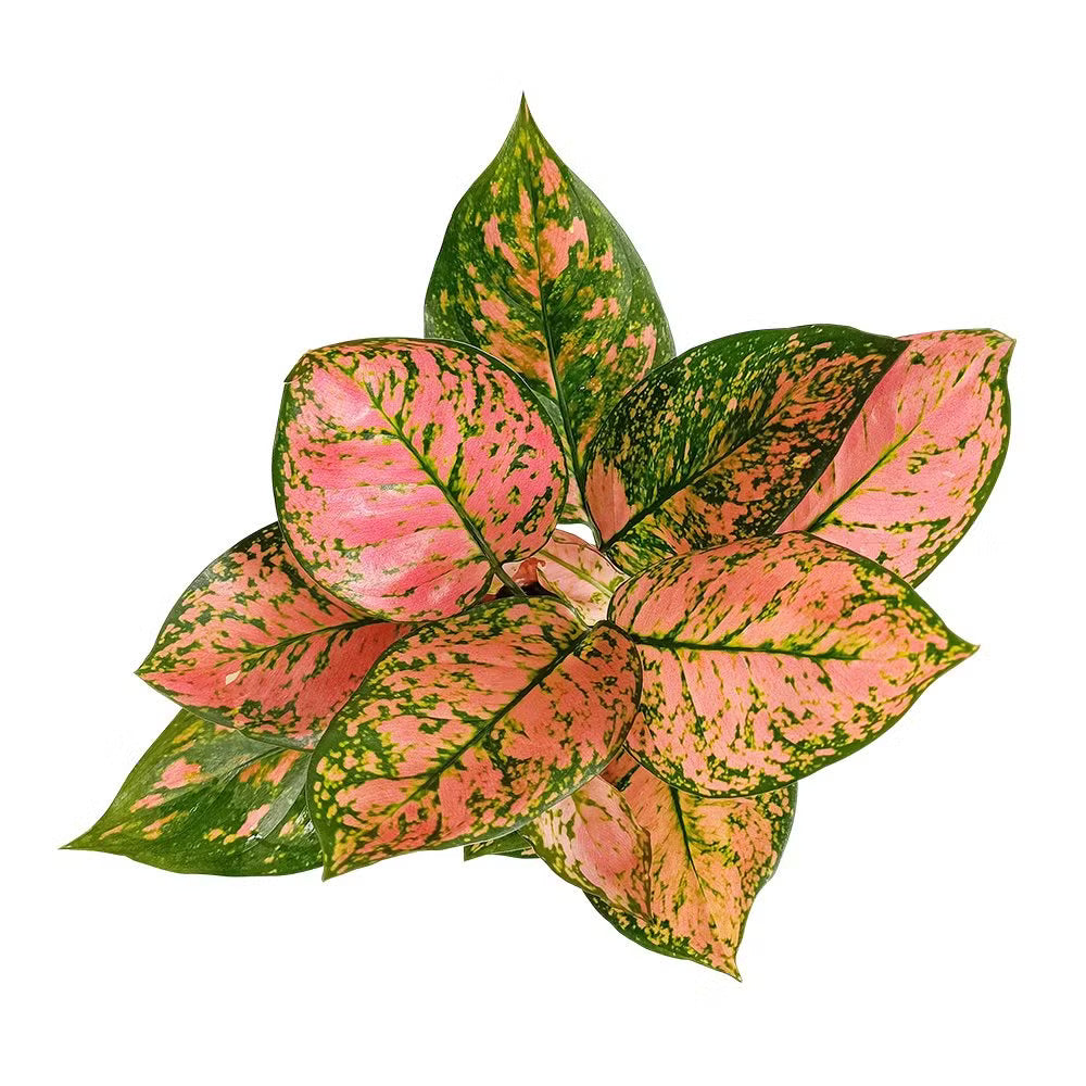 aglaonema la suerte Aglaonema Auspicioso - Planta Tropical de Buena Suerte