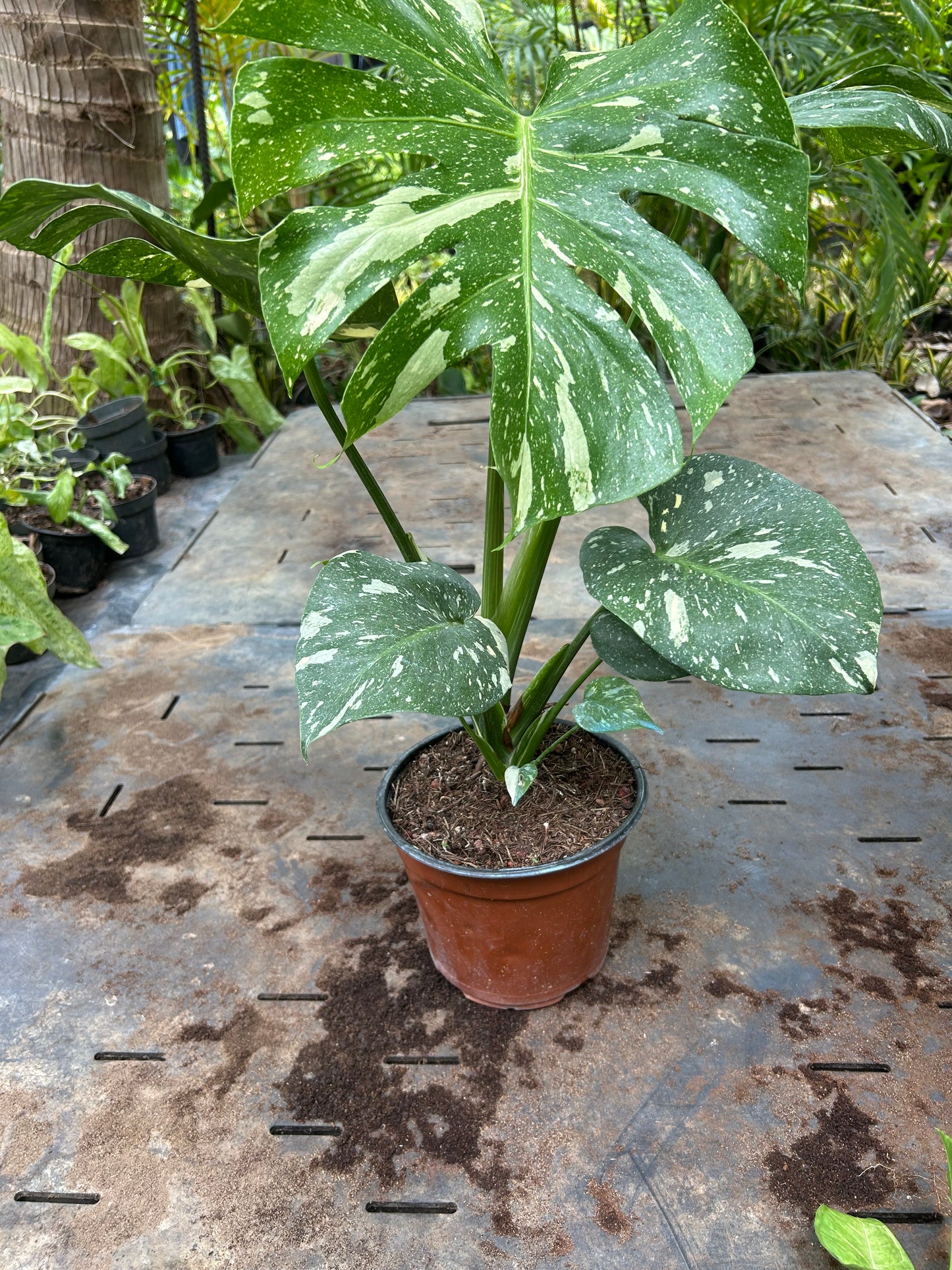 Monstera Thai Constellation