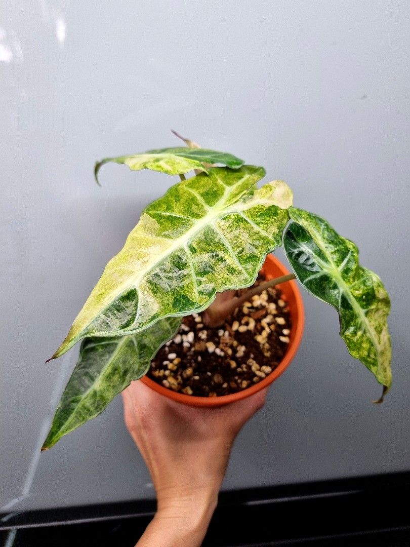Alocasia Dwarf Amazónica Variegada