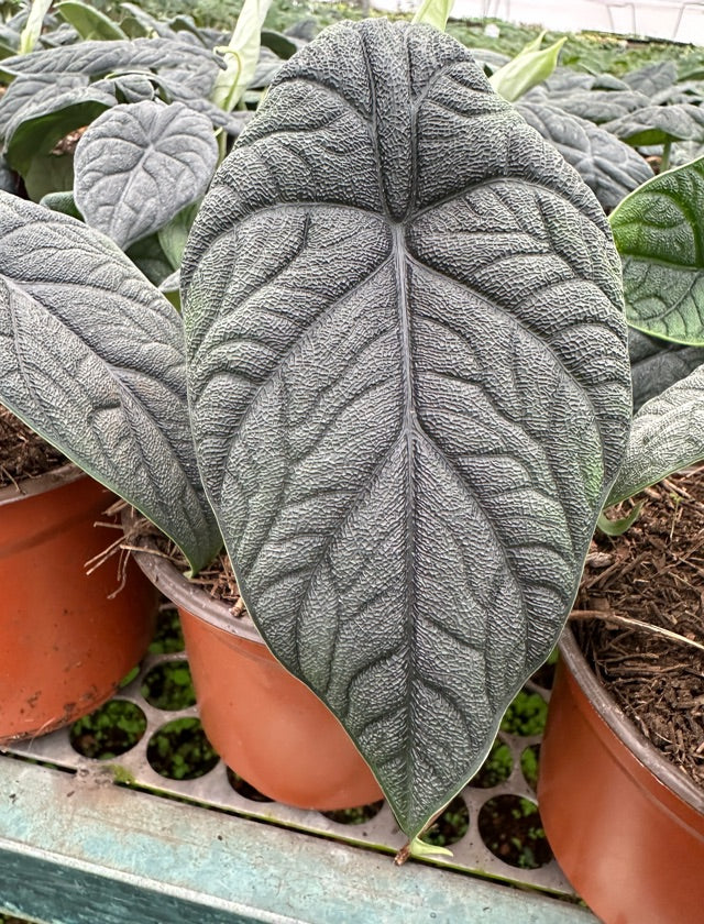 Alocasia Melo