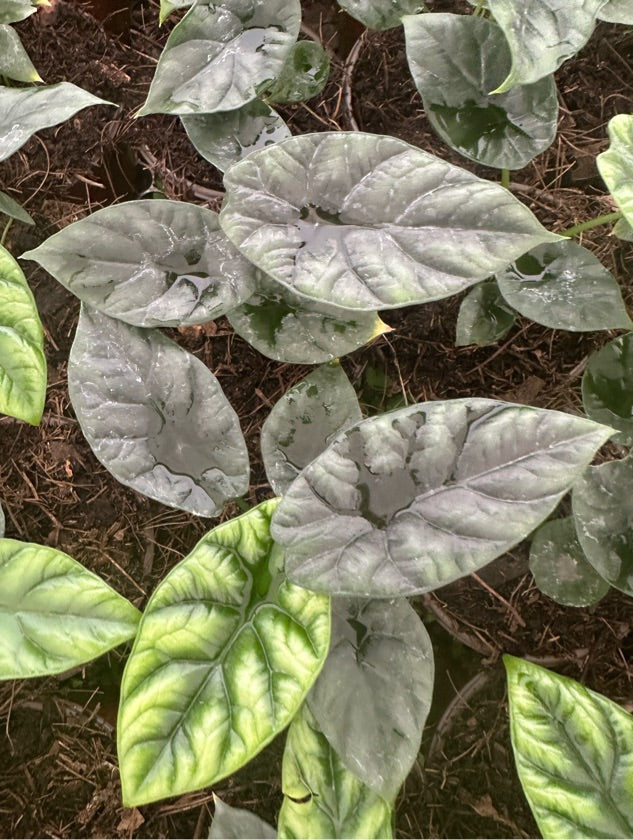 Alocasia Sinuata