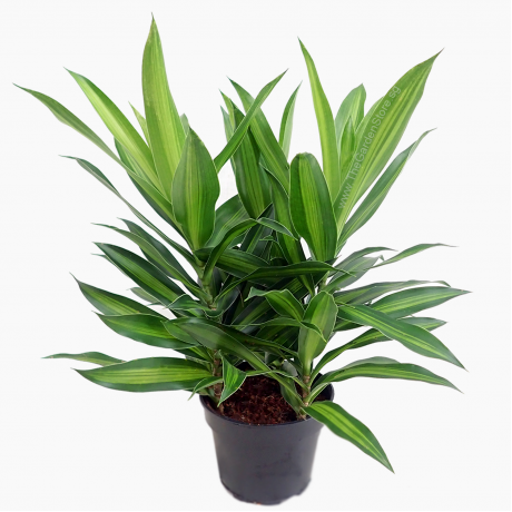 Dracena Reflexa / Canción de Jamaica