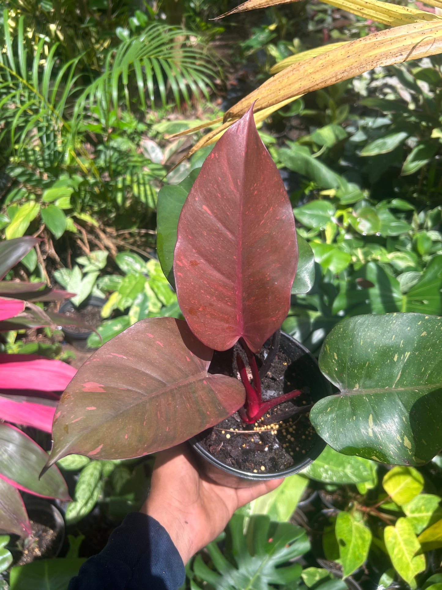 Philodendron Orange Princess