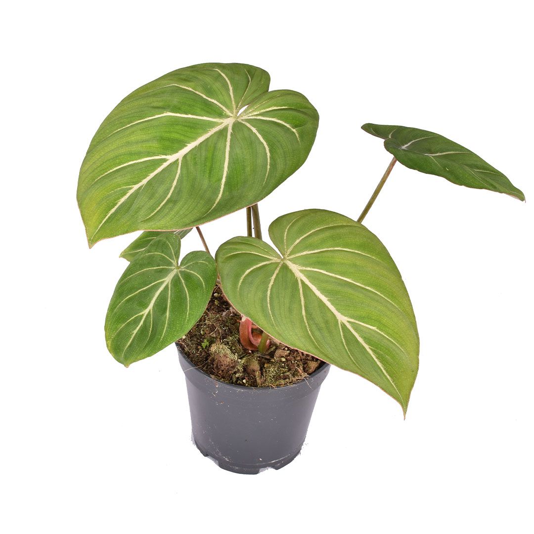 philodendron gloriosum cuidados Philodendron Gloriosum - Planta Tropical Hojas Aterciopeladas