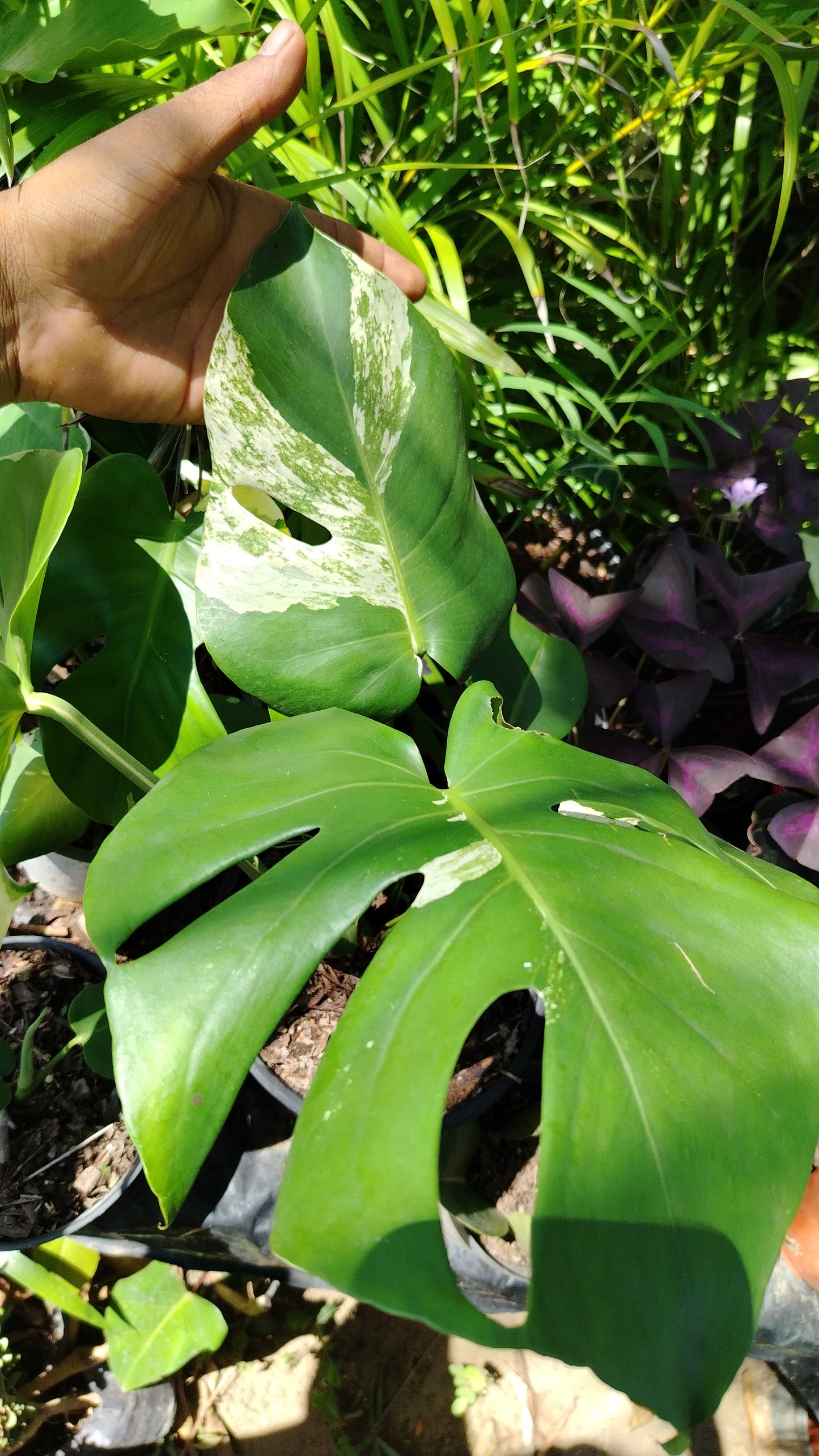 Monstera Deliciosa Variegada