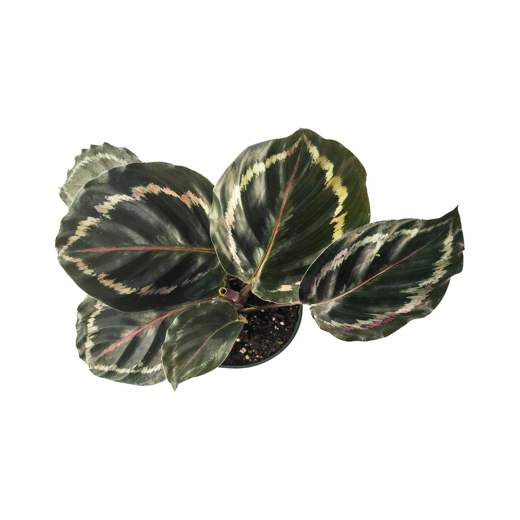 Calathea Medallion