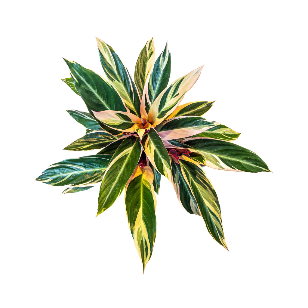 Calathea Triostar
