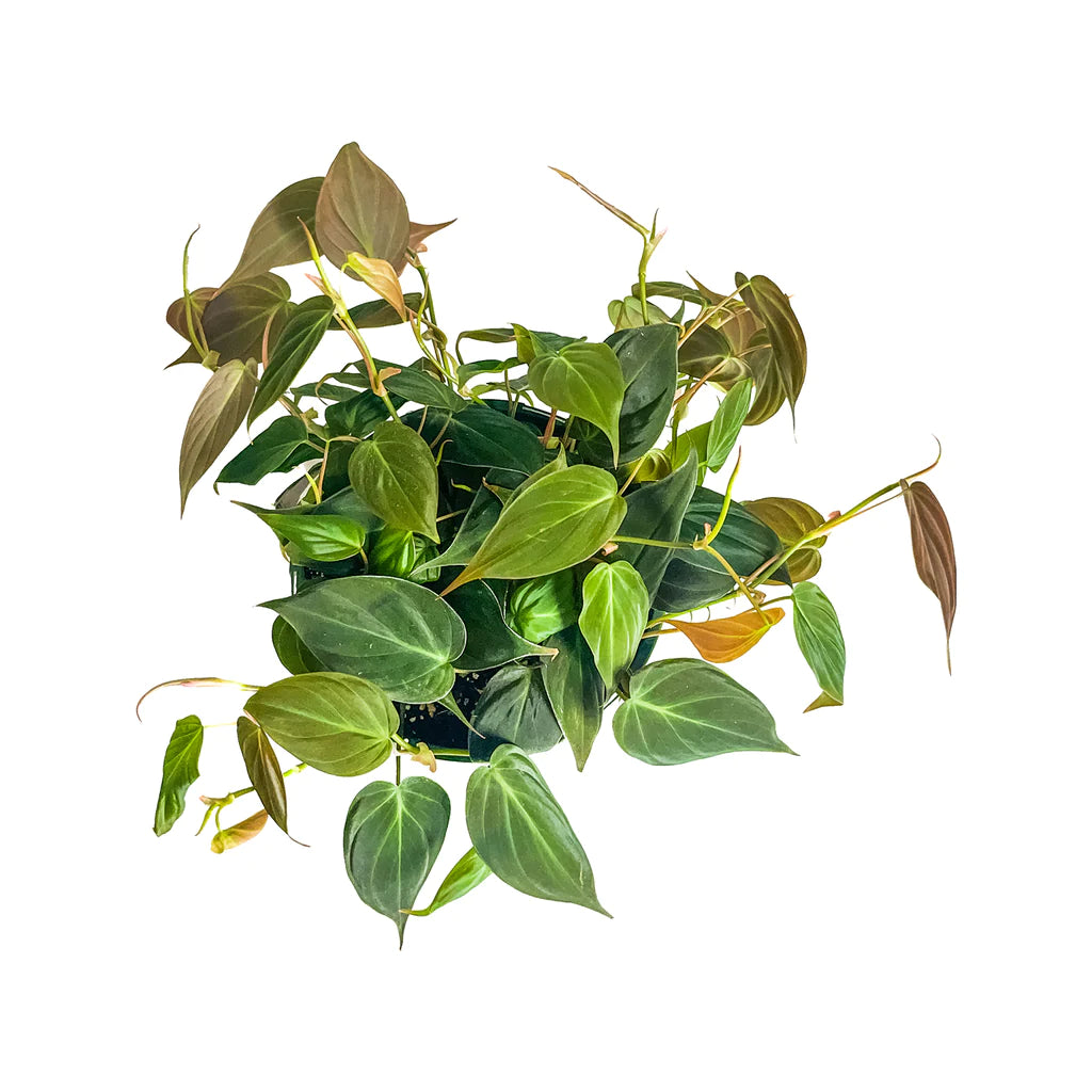Philodendron Micans