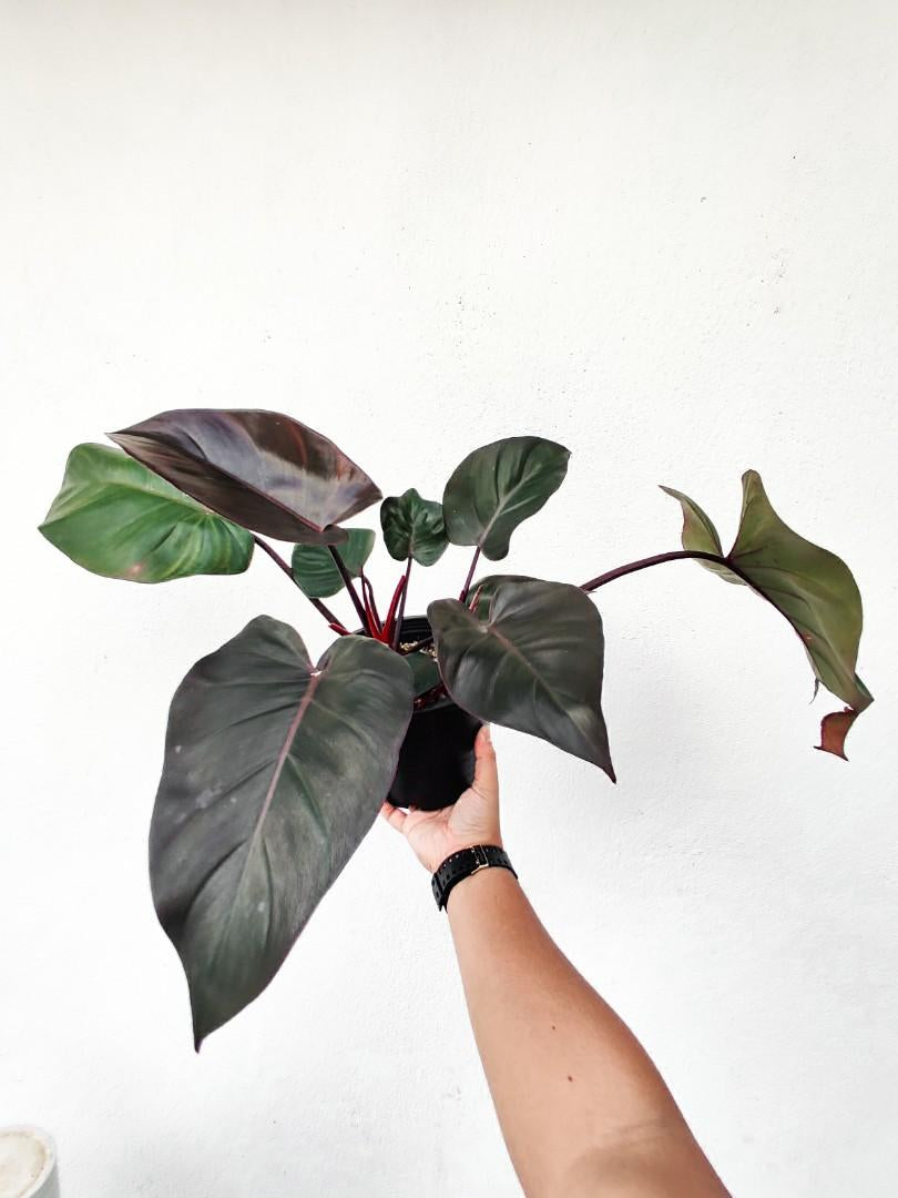 philodendron royal queen Philodendron Royal Queen – Viveros Girasol