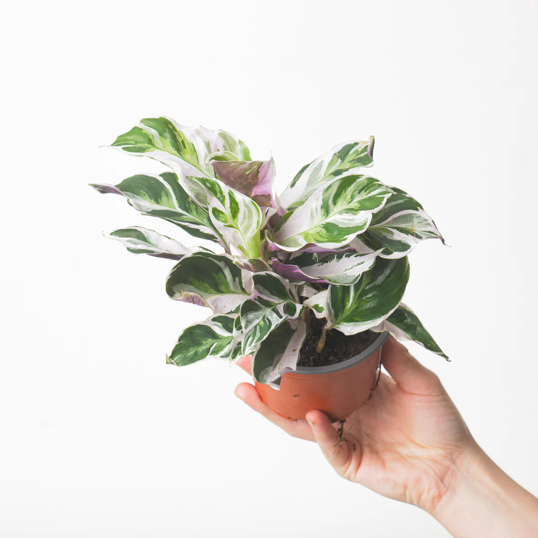 Calathea White Fusion