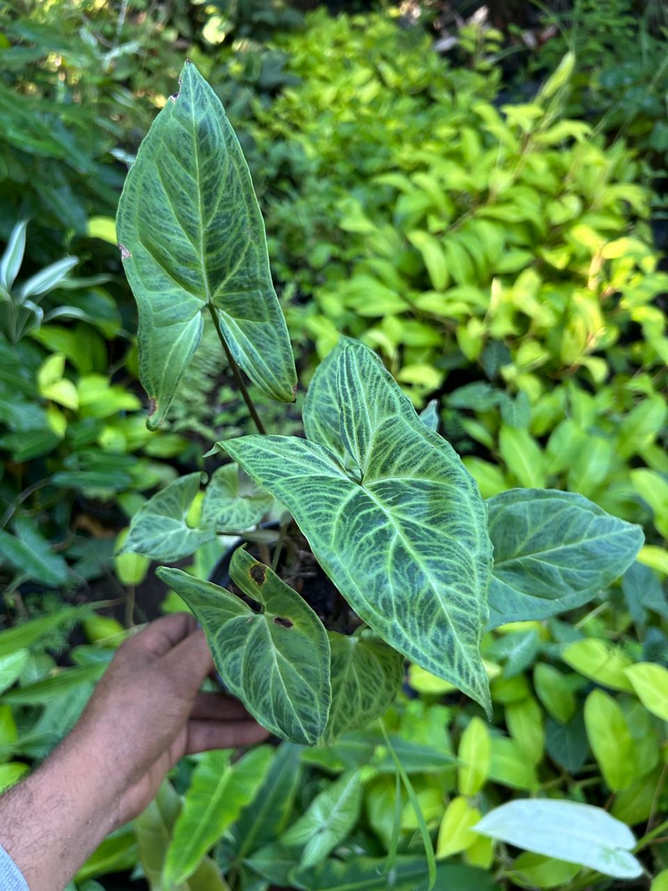 Syngonium Batik