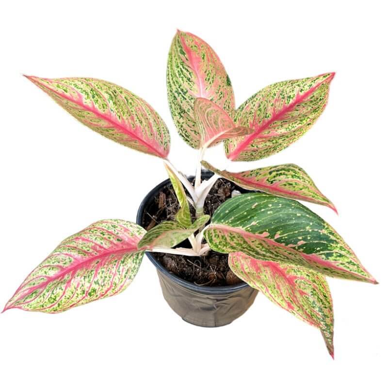 aglaonema rosada Aglaonema Pink Legacy - Planta Tropical de Hojas Rosadas