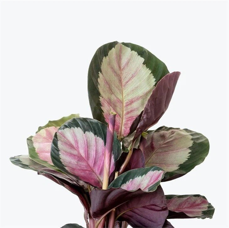 Calathea Rosy