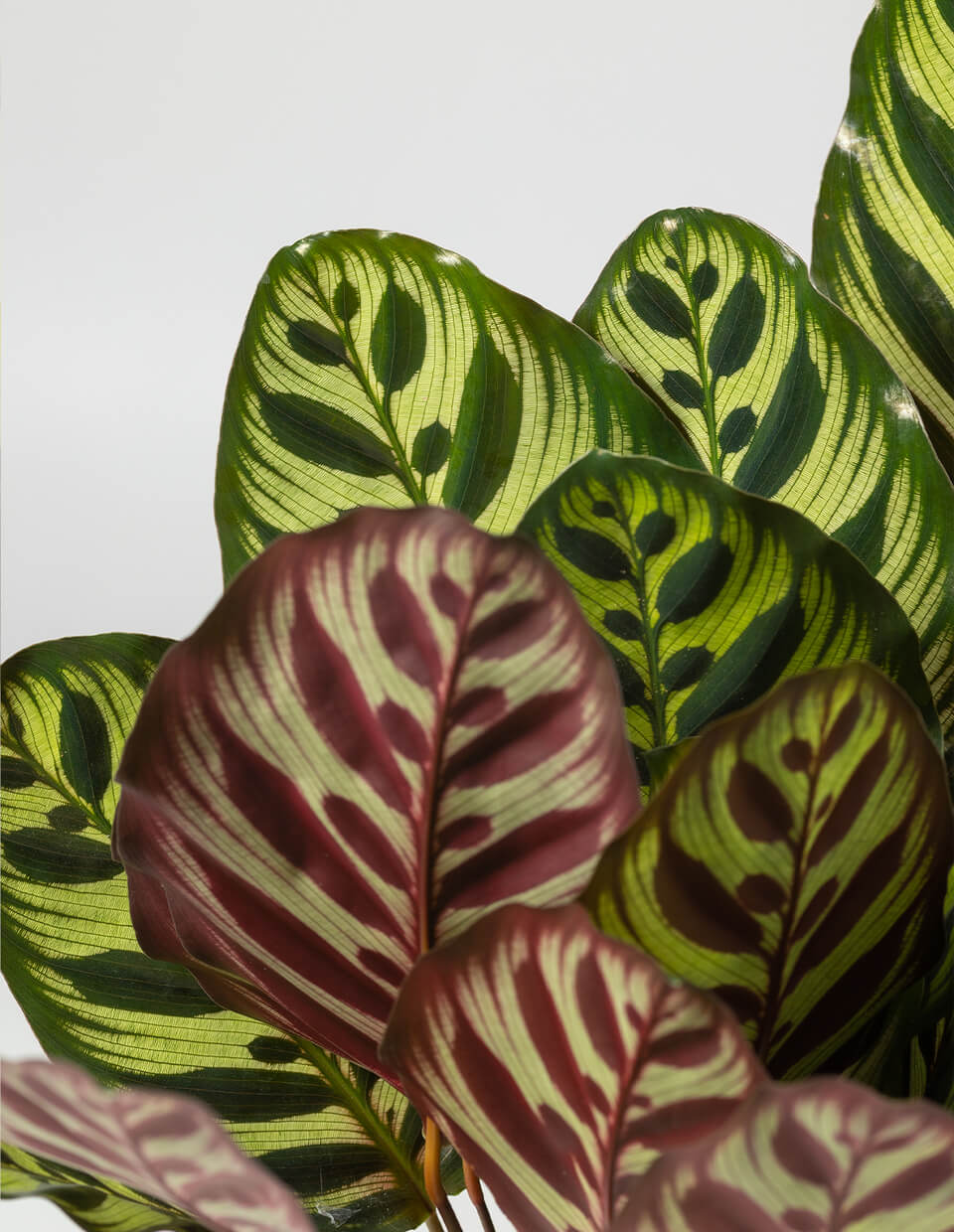 Calathea Makoyana