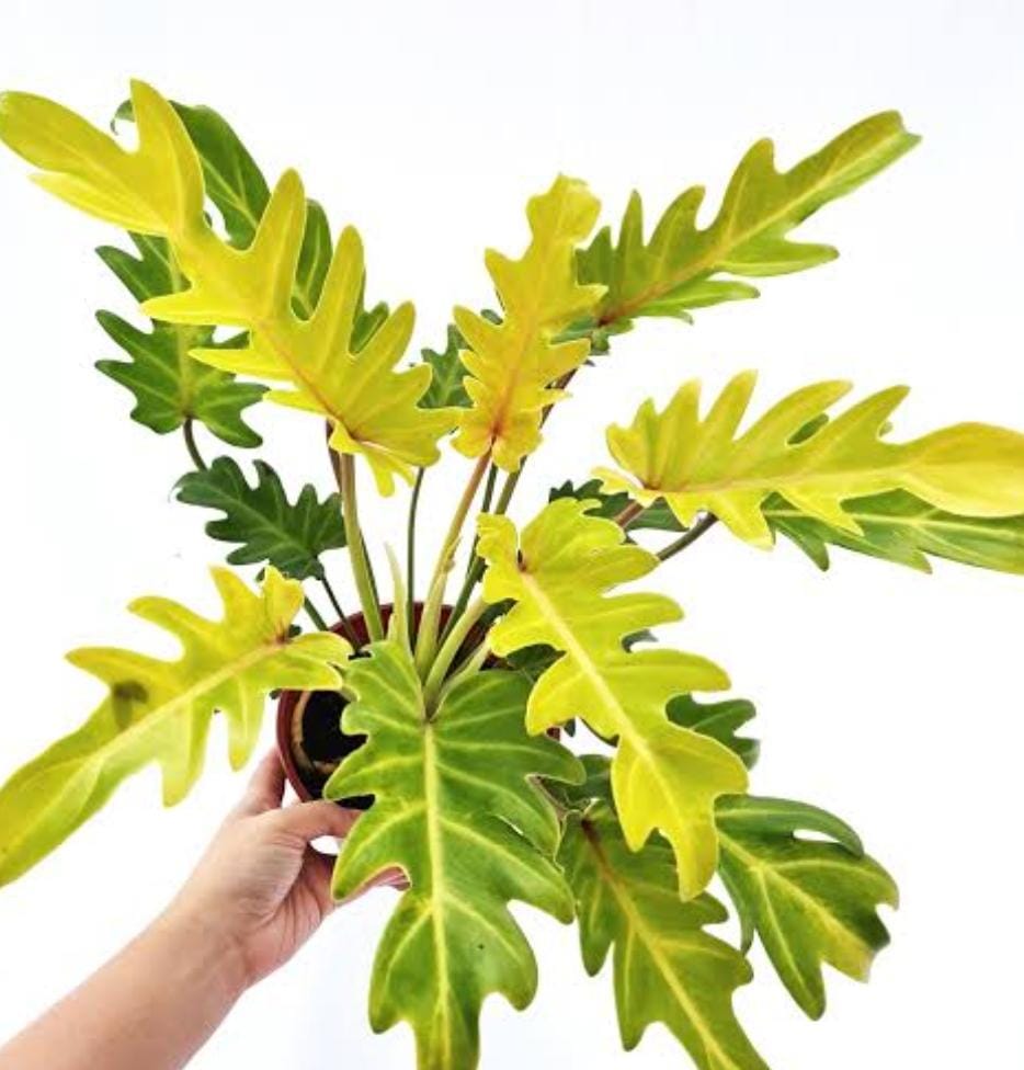 Philodendron Golden Xanadú