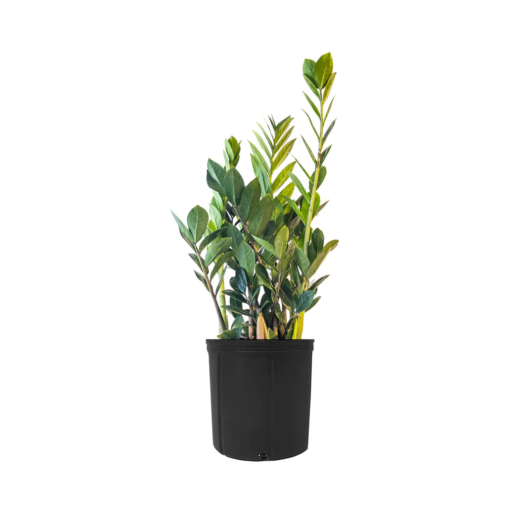 Zamioculca zamifolia