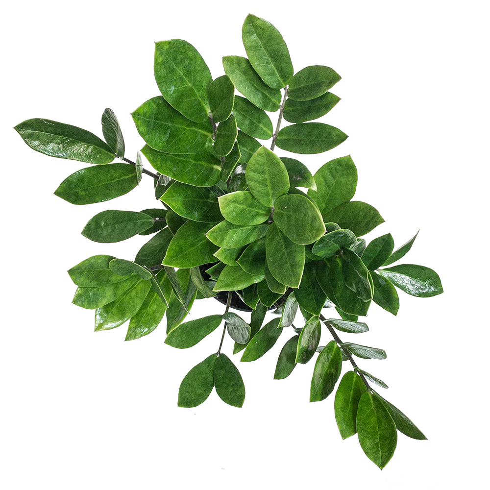 Zamioculca zamifolia
