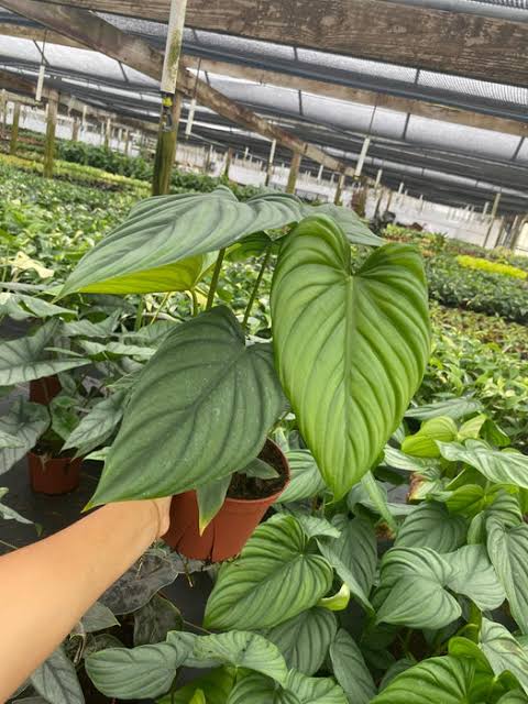 Philodendron Sp Colombia