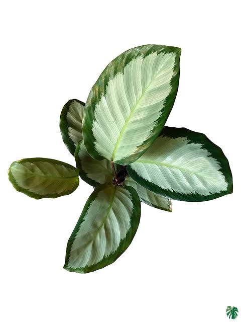 Calathea Argentea