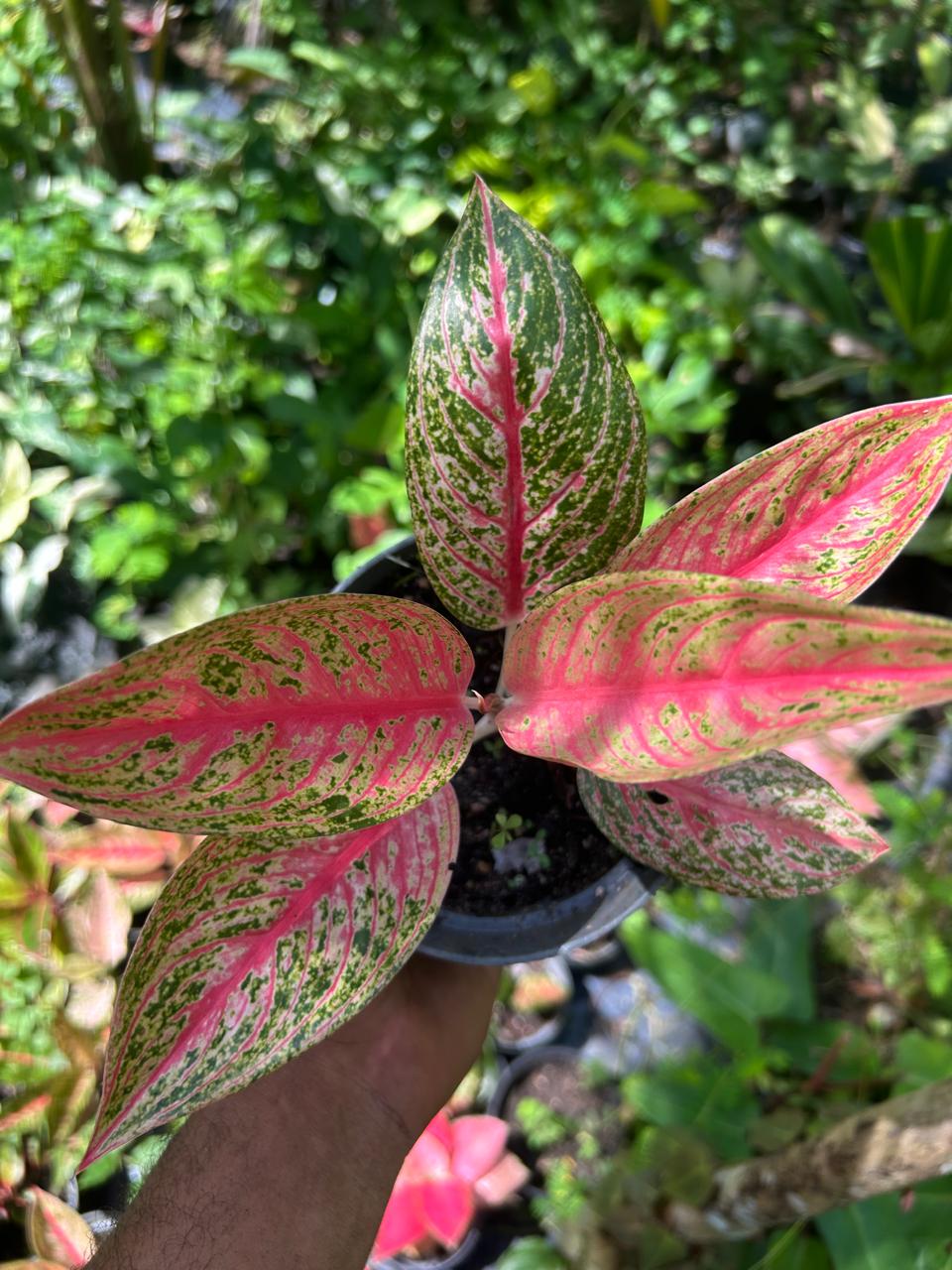 Aglaonema Pink Legacy