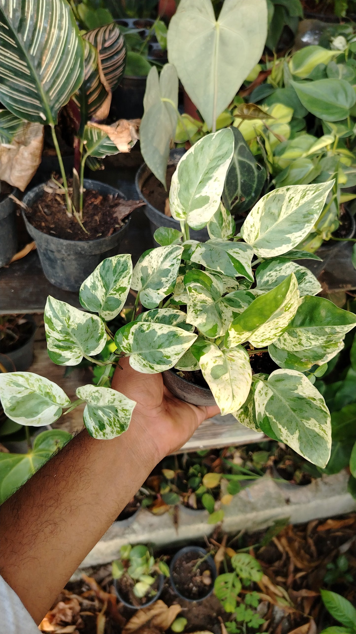 Pothus Panda