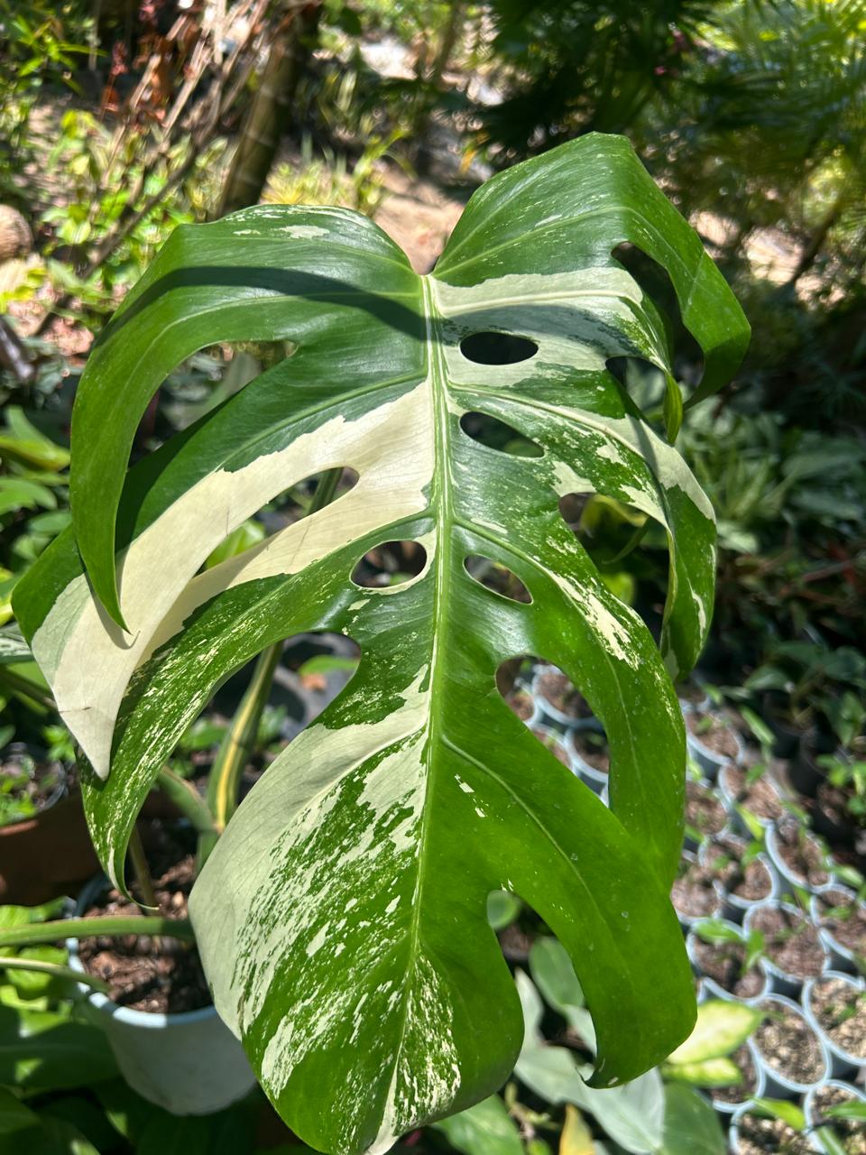 Monstera Albo Variegada
