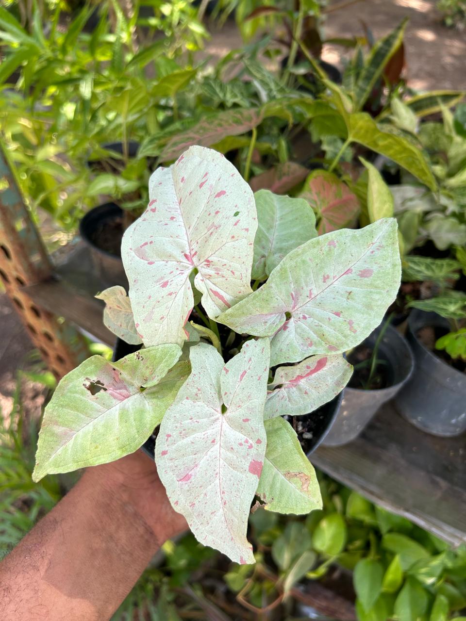 Syngonium Milk Confetti