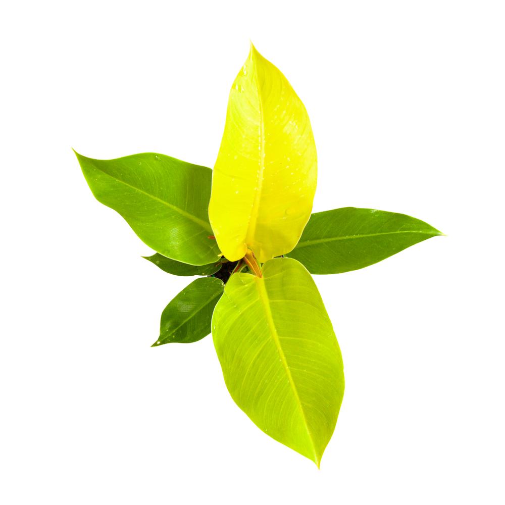 Philodendron Moonlight