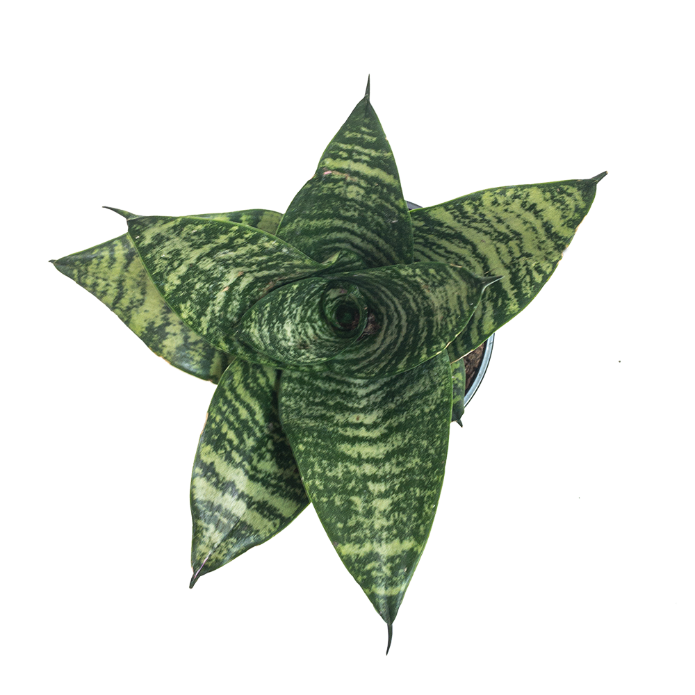 Sansivieria Hahnii