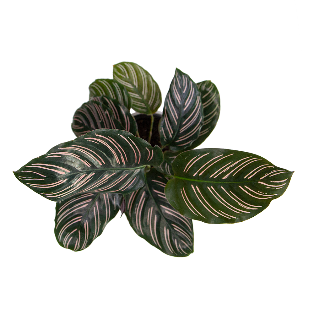 Calathea Ornata