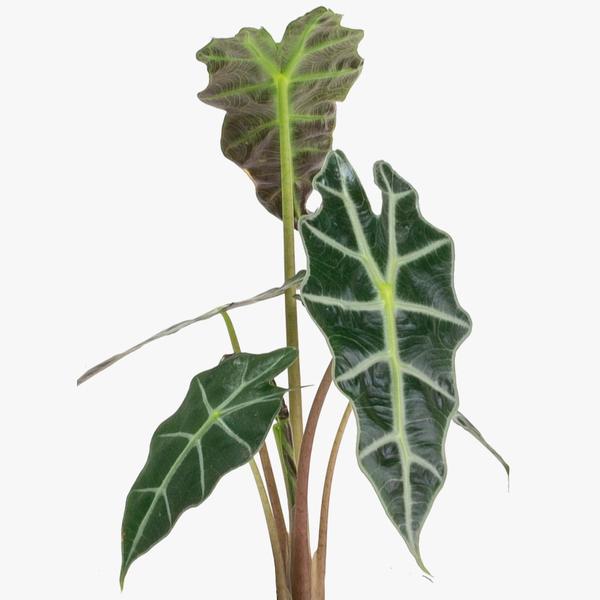 Alocasia Amazónica