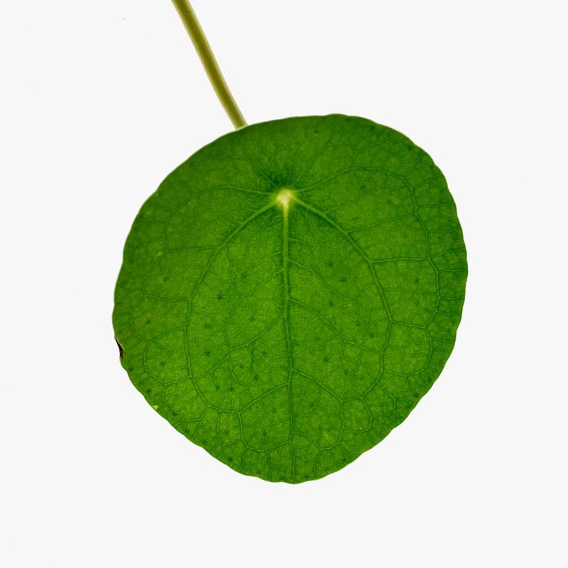 Pilea Peperomioides